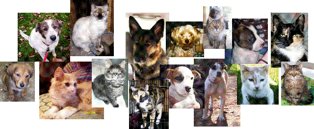 SHHS Pet Collage