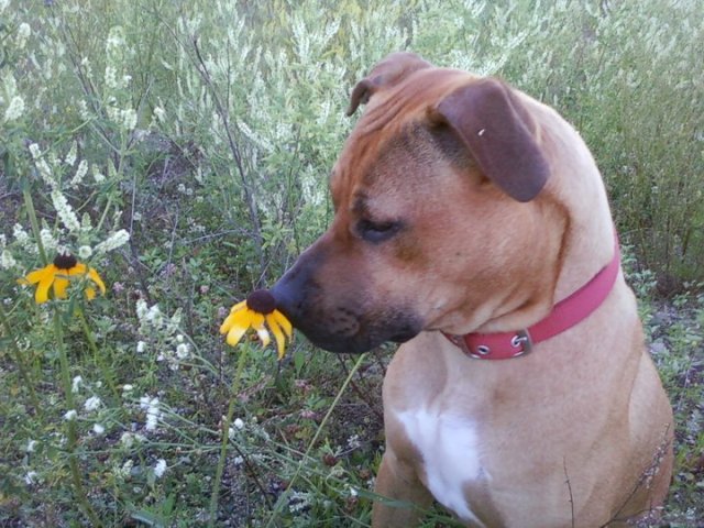 Stella loves Blackeyed Susans