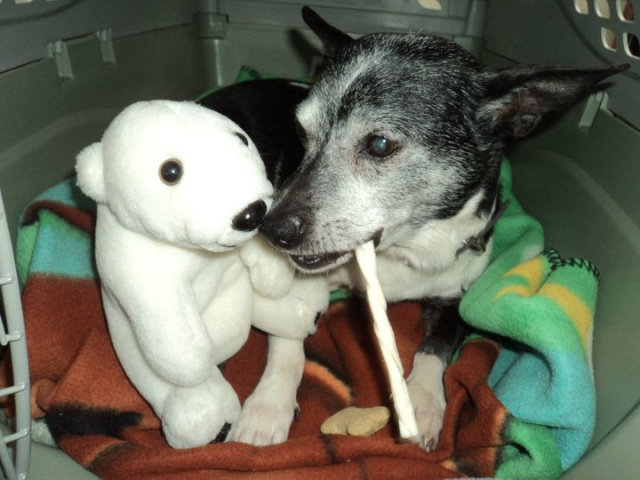 Tippy enjoys a treat with his new stuffed animal