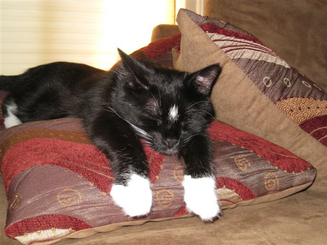 Our boy has no problems being comfy in our home