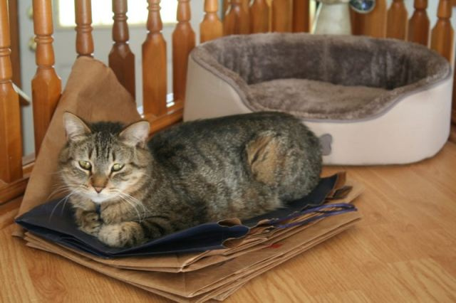 Oliver prefers paper bags