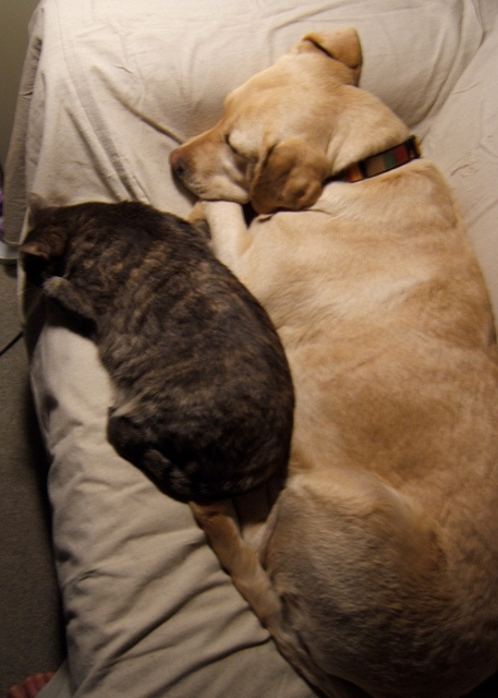 Dolly the yellow lab finds love