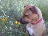 Stella loves Blackeyed Susans