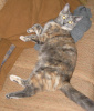 Maizey (f/k/a Shopper)